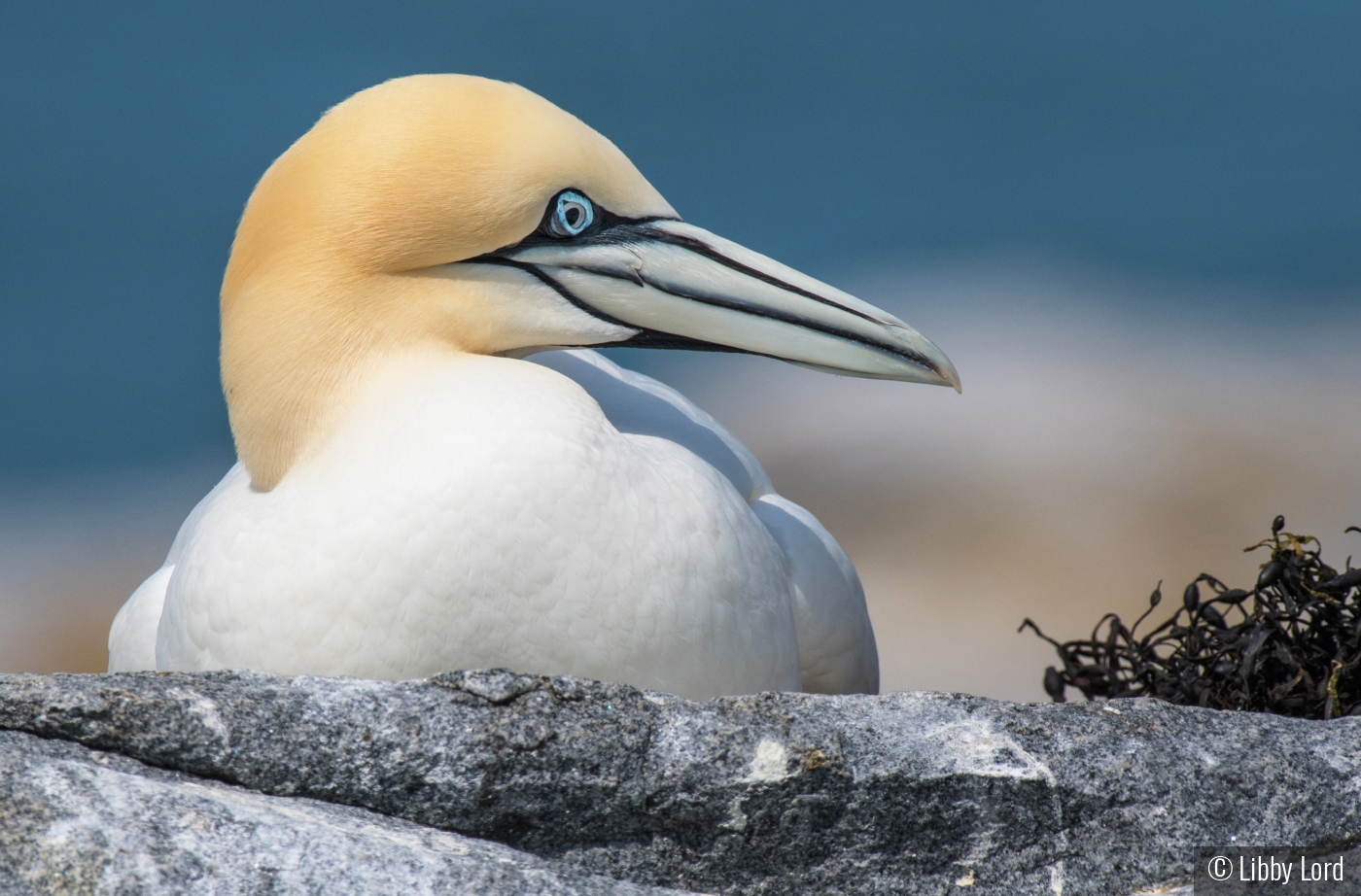 Northern Ganette on a Rocky Island by Libby Lord