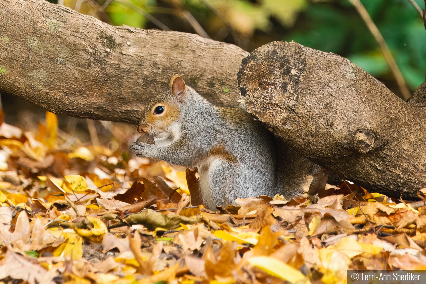 Nutty Delight by Terri-Ann Snediker