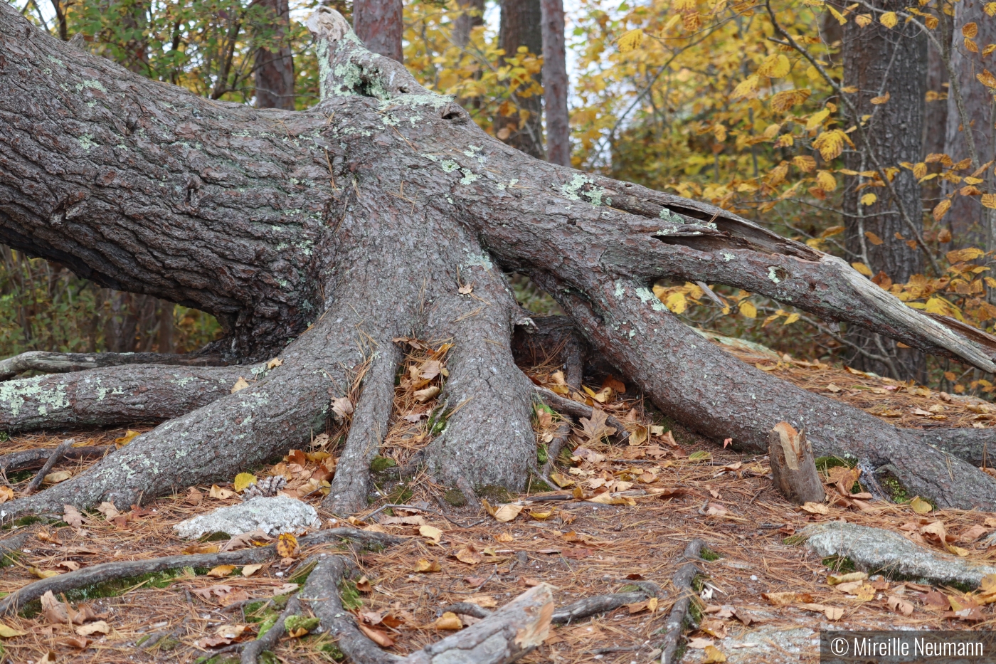 Octopus Tree Roots by Mireille Neumann