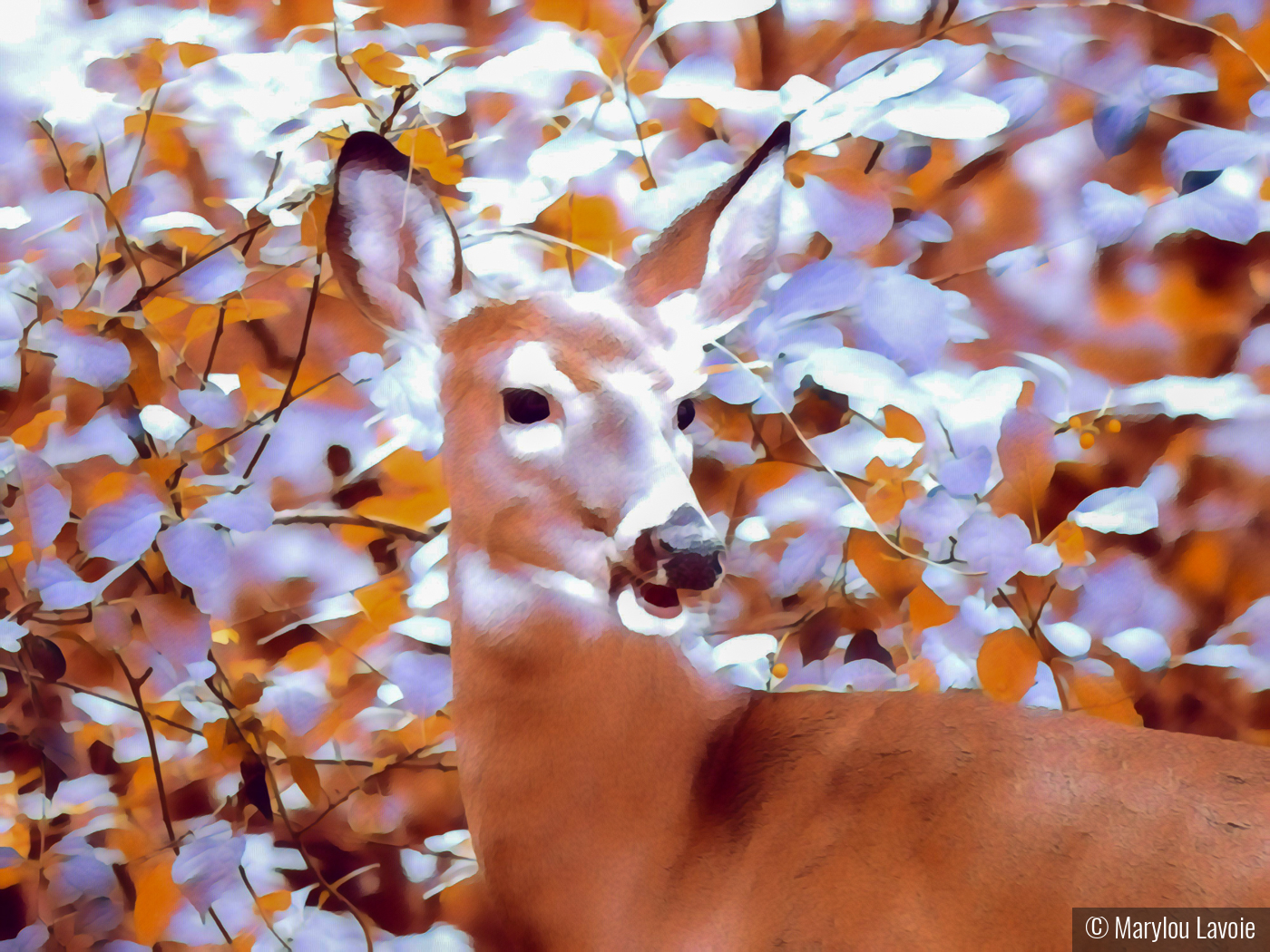 Oh Deer by Marylou Lavoie