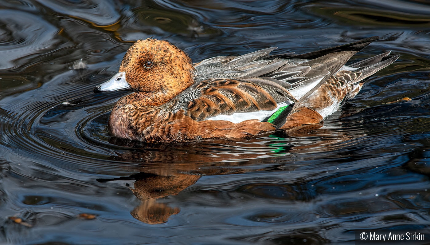 Oh That's Just Ducky by Mary Anne Sirkin