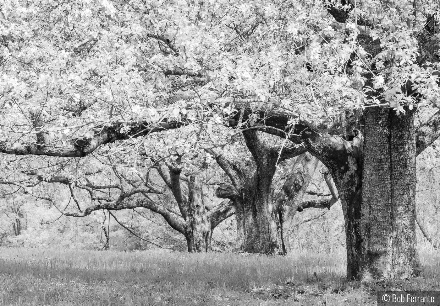 Old Orchard On Cider Hill by Bob Ferrante