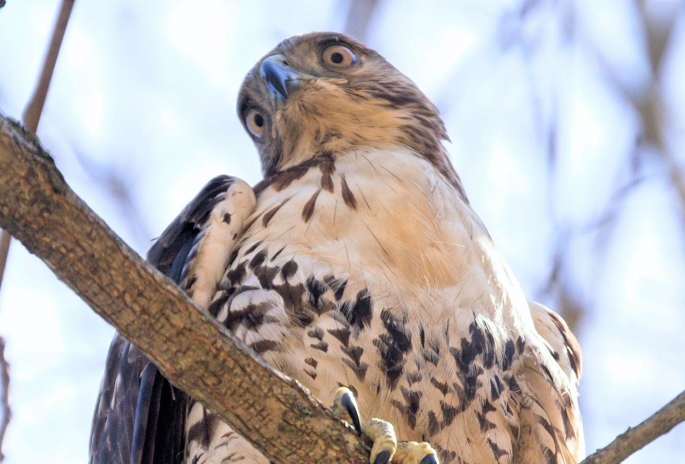 On Alert by Charles Hall