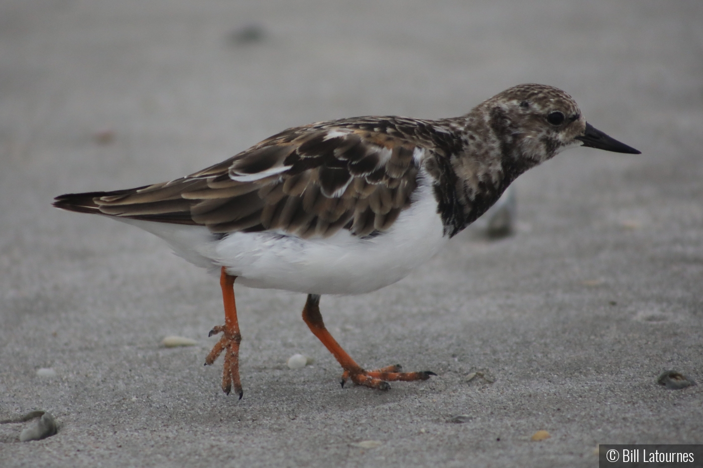 On The Beach by Bill Latournes