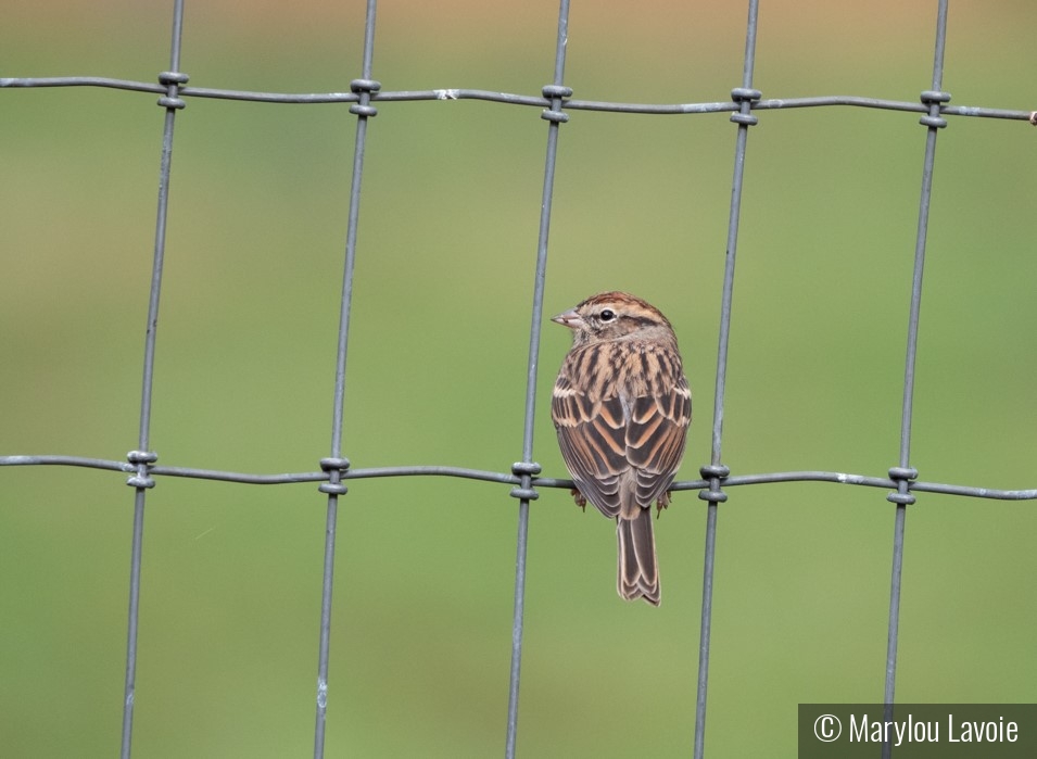 On The Fence by Marylou Lavoie