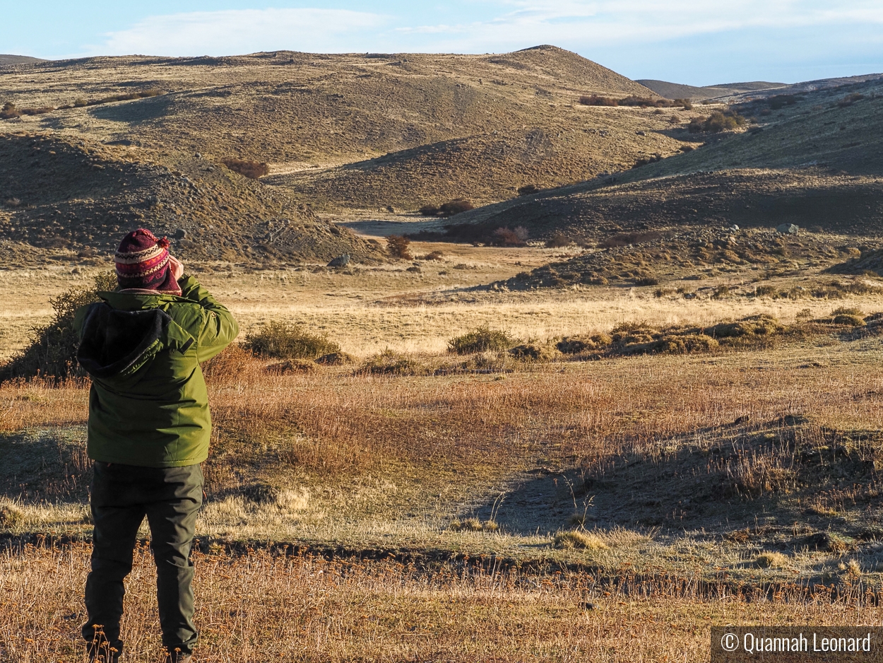 On the Lookout for Pumas by Quannah Leonard