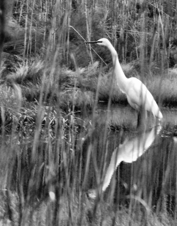 On the Lookout by Charles Hall