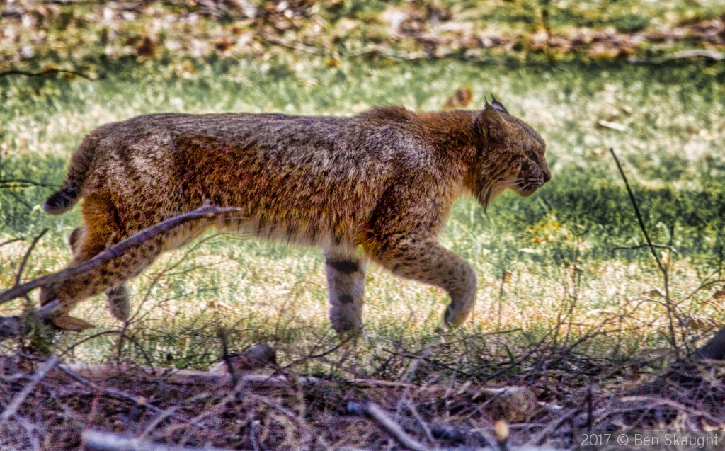 On the Prowl by Ben Skaught