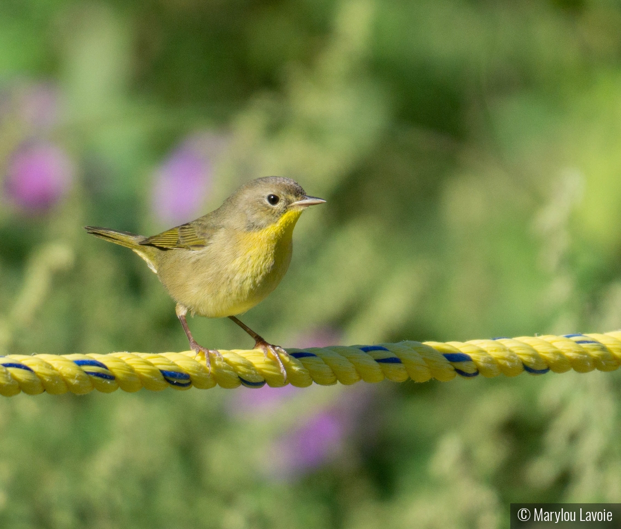 On The Ropes by Marylou Lavoie