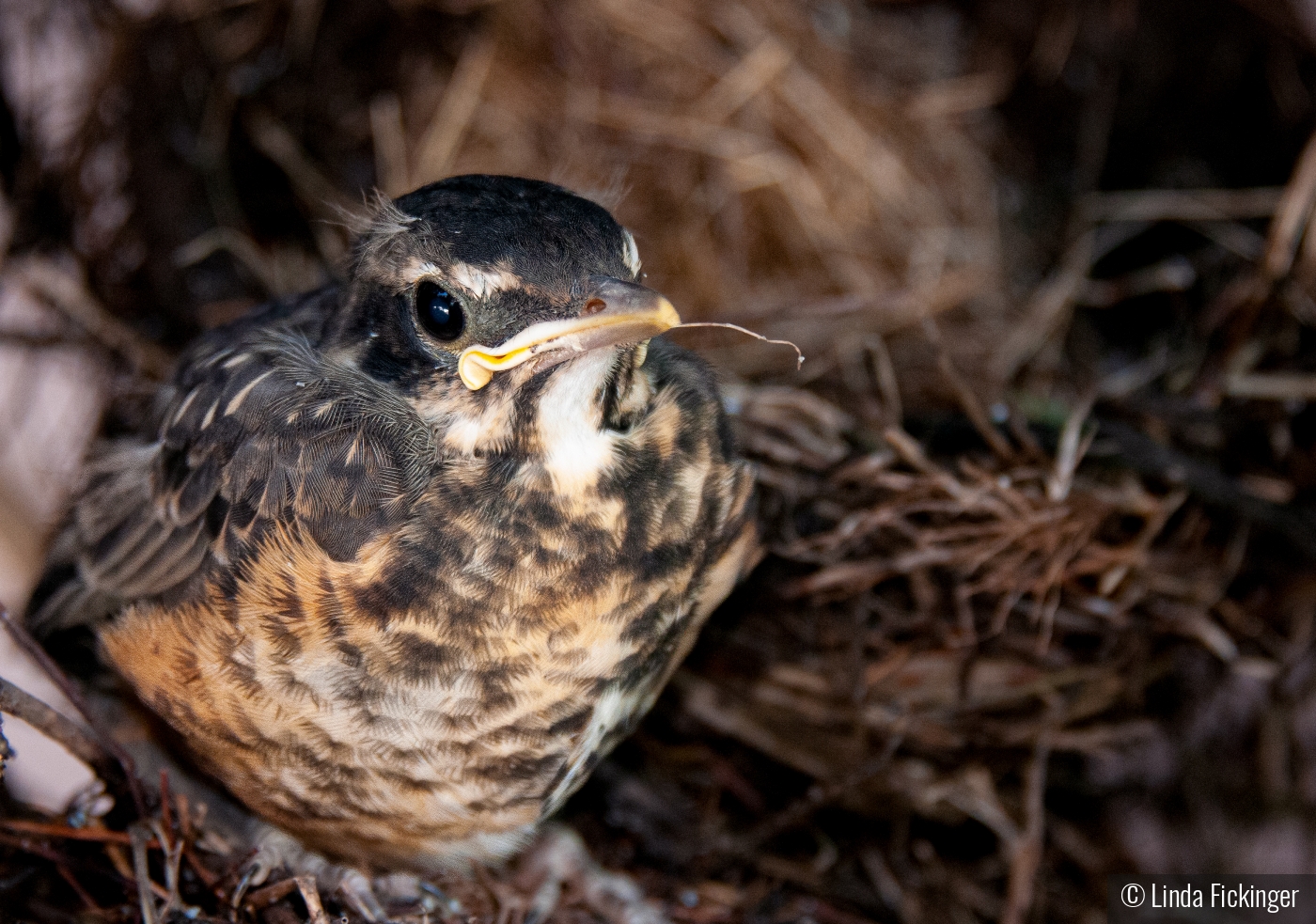 One Twig at a Time by Linda Fickinger