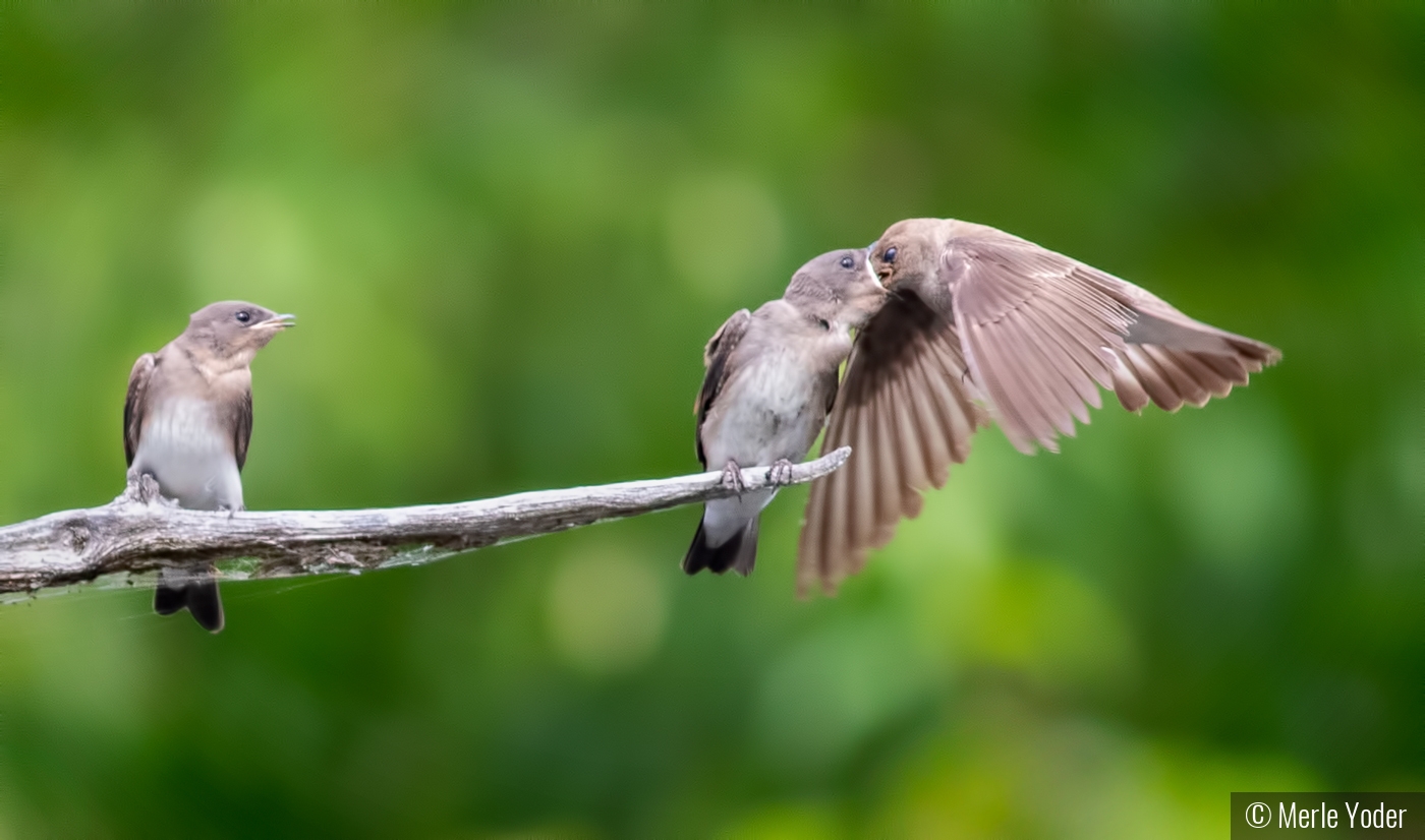 Open wide! by Merle Yoder