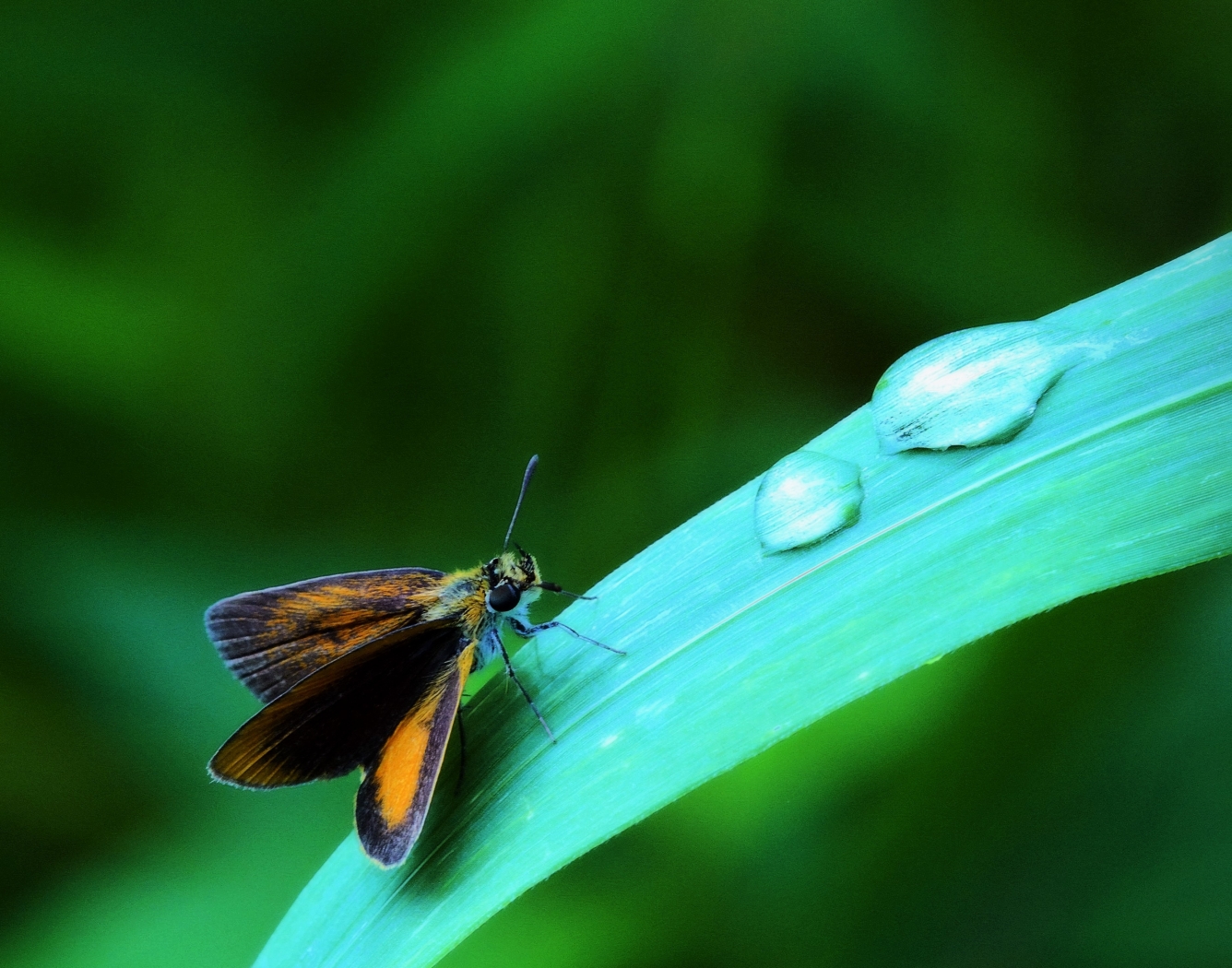 Orange Beauty by Charles Huband