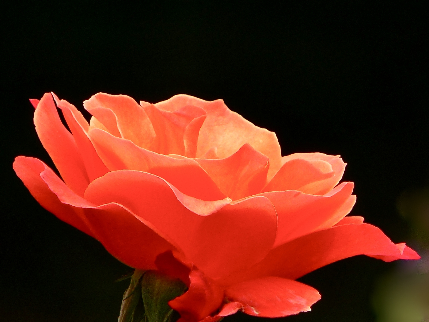 Orange Rose by Gary Gianini