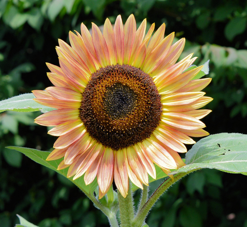 Orange Sunflower by Charles Hall