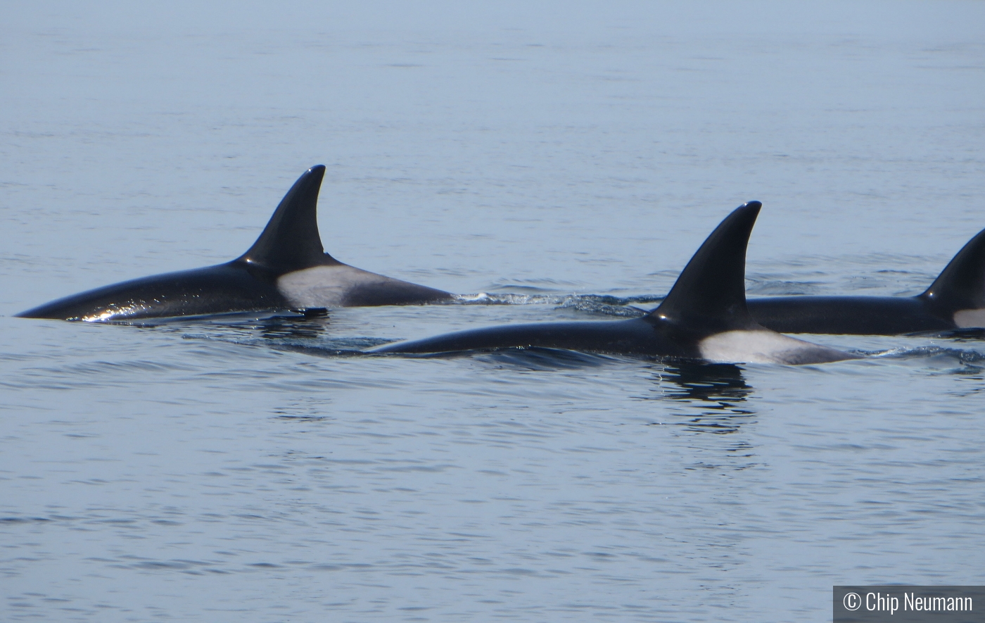 Orcas in A Pod by Chip Neumann