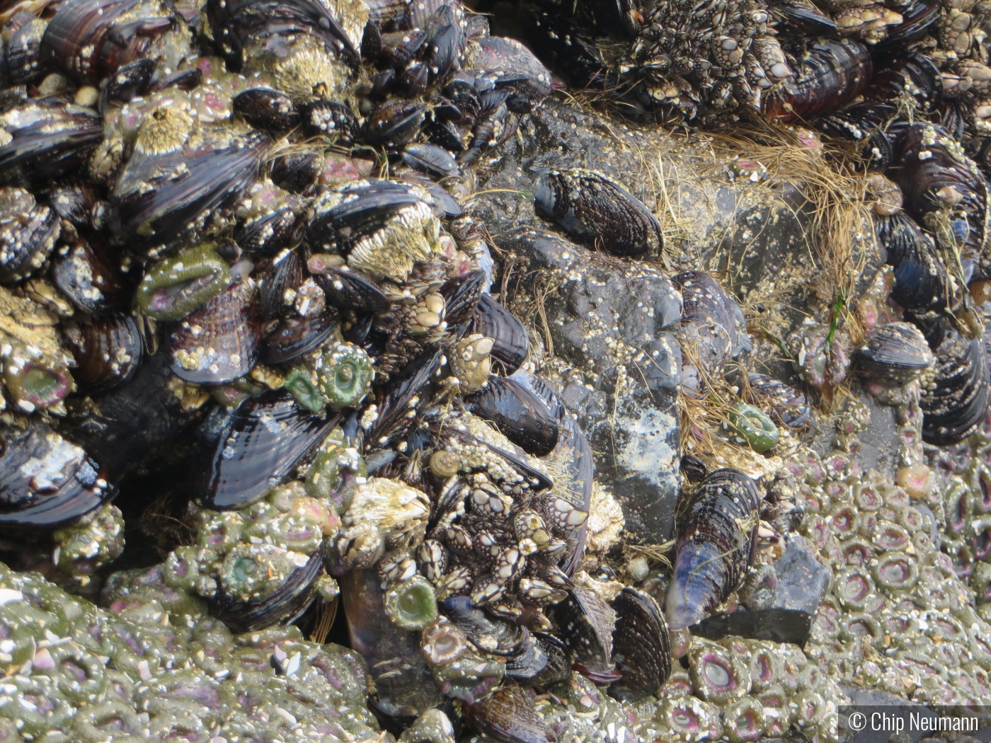 Oregon Ocean Life by Chip Neumann