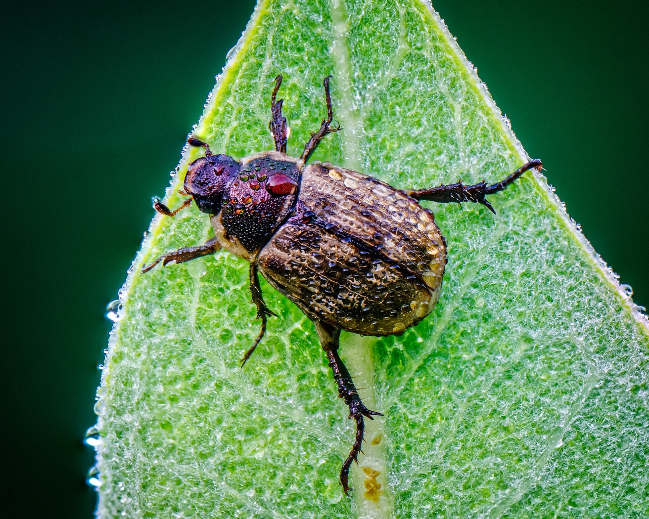 Oriental Beetle by John McGarry