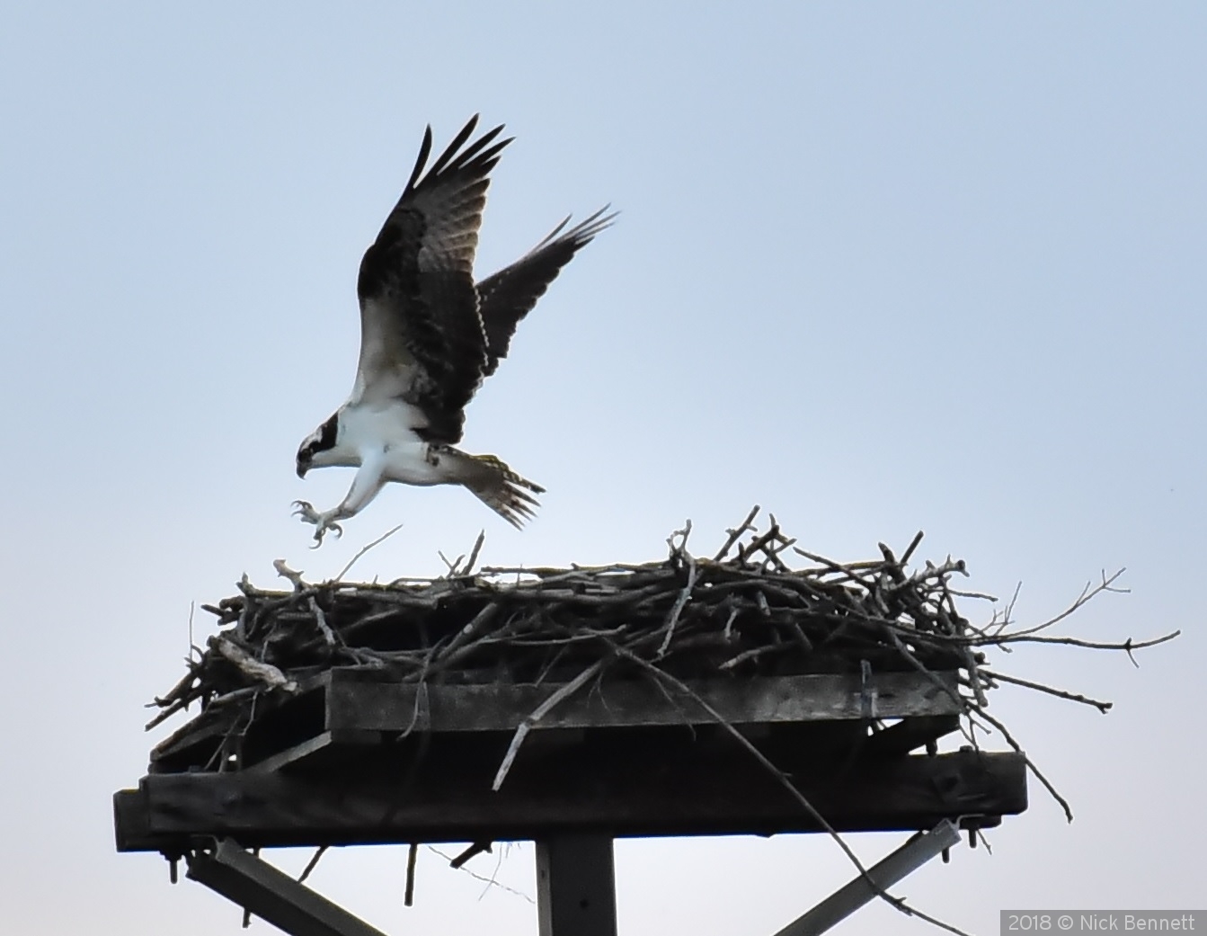 Osprey Landing by Nick Bennett