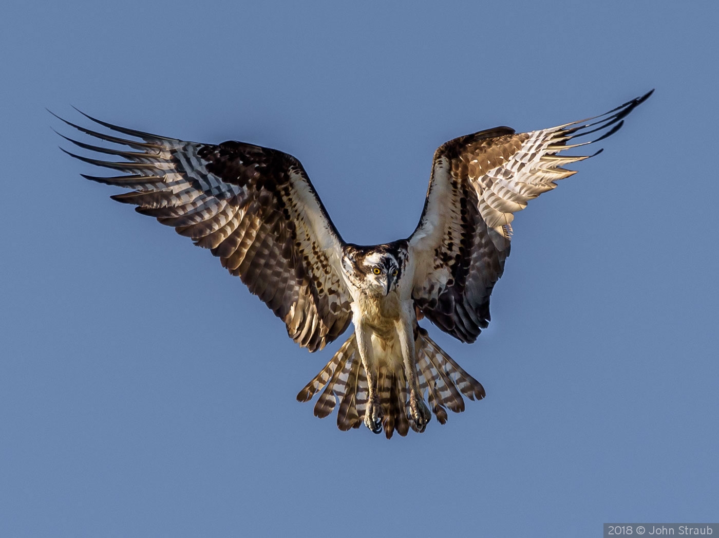 Osprey Poised to Pounce by John Straub