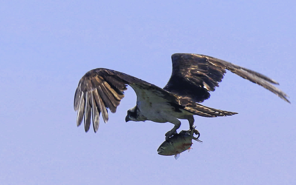 Osprey with catch by Nancy Schumann