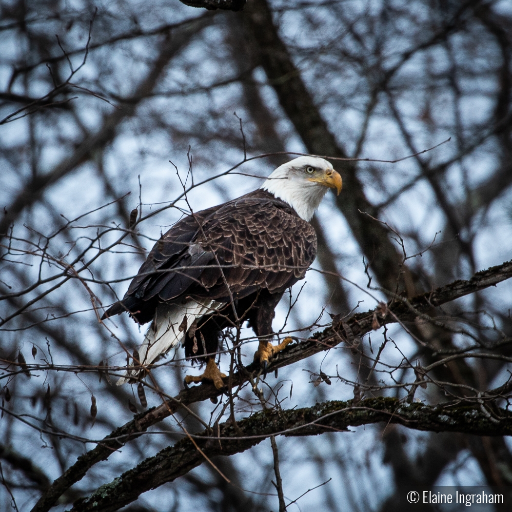 Our National Emblem, the American Eagle by Elaine Ingraham