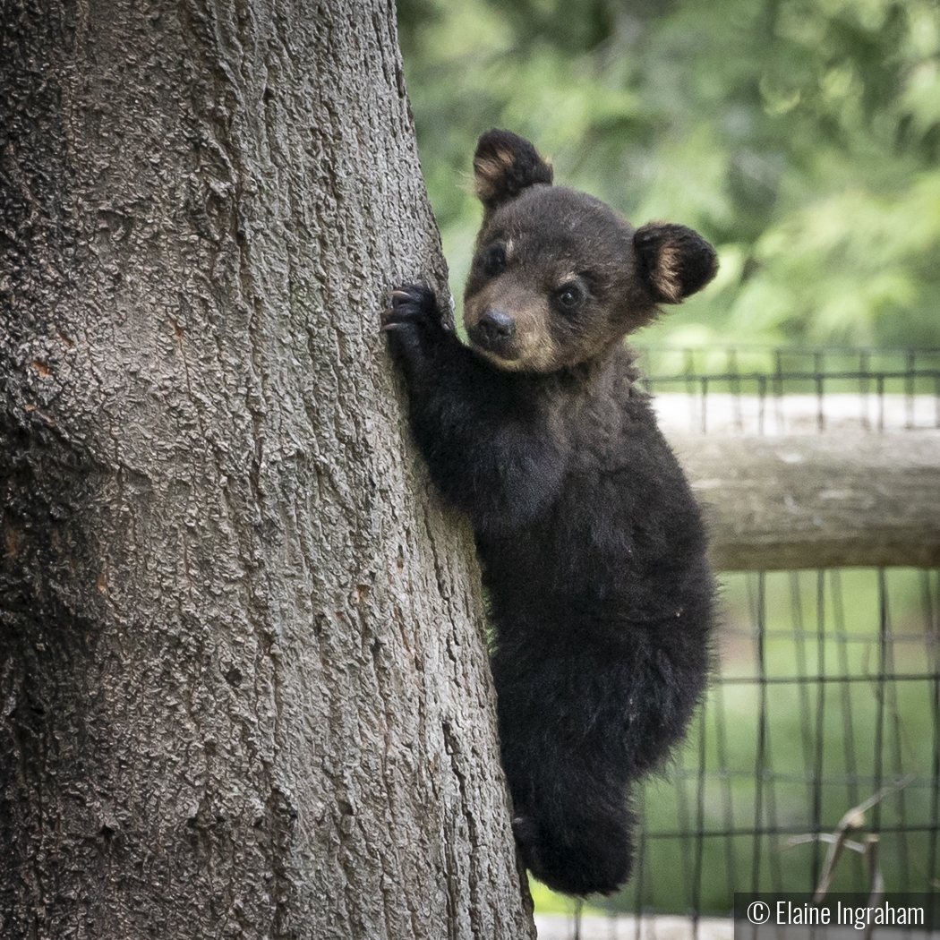 Our New Neighbor by Elaine Ingraham