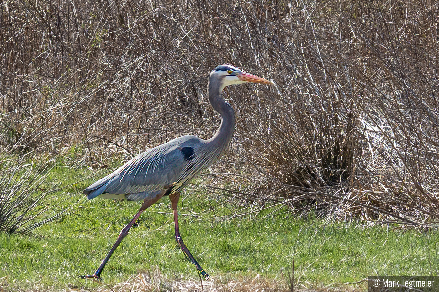 Out For A Stroll by Mark Tegtmeier