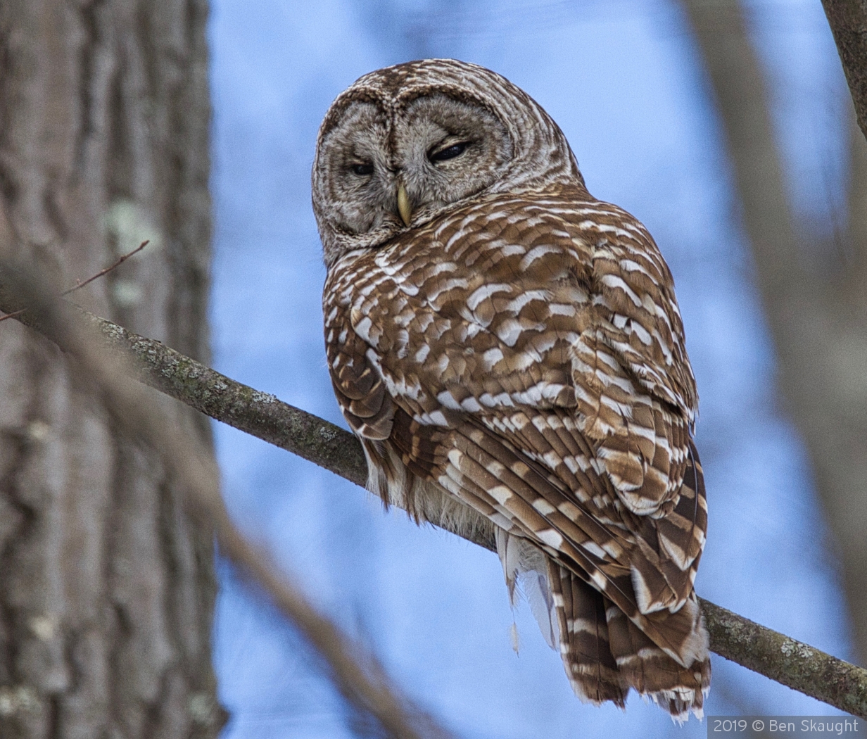 Out on a Limb by Ben Skaught