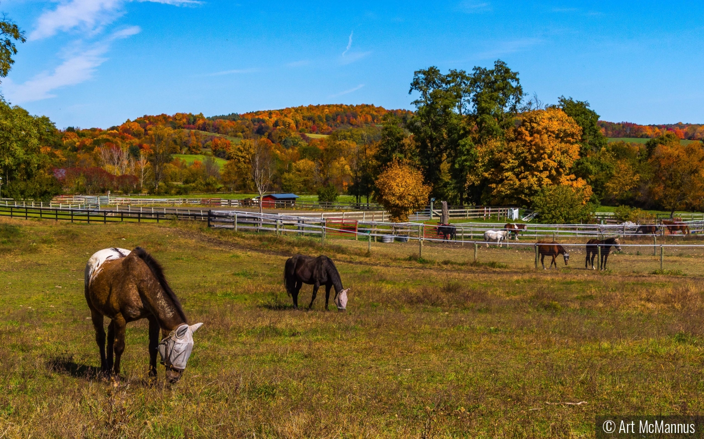 Out to Pasture by Art McMannus