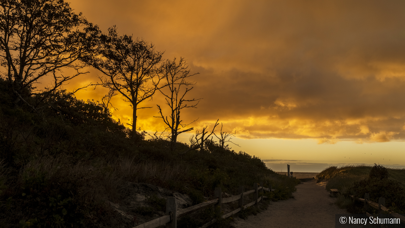 Path to Nauset Beach by Nancy Schumann