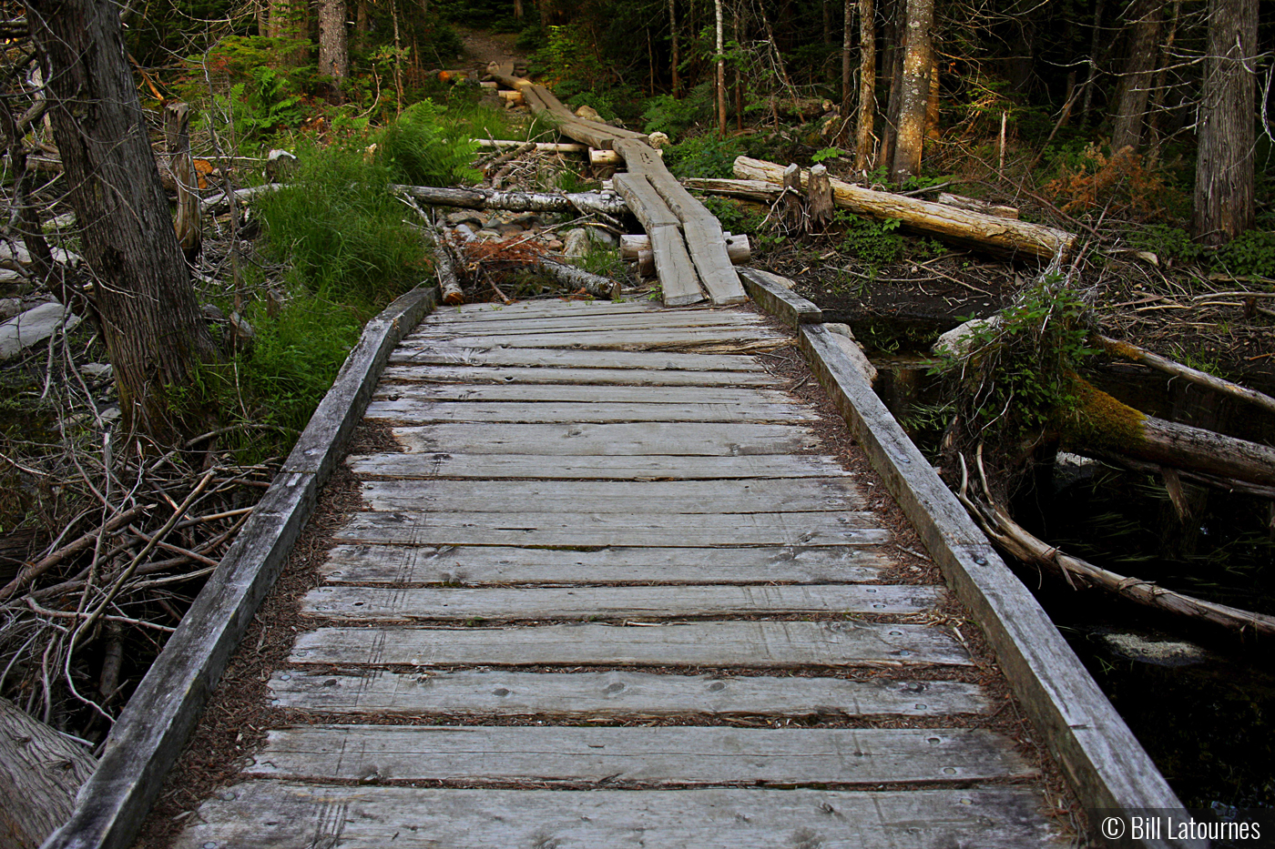 Pathway Baxter State Park by Bill Latournes