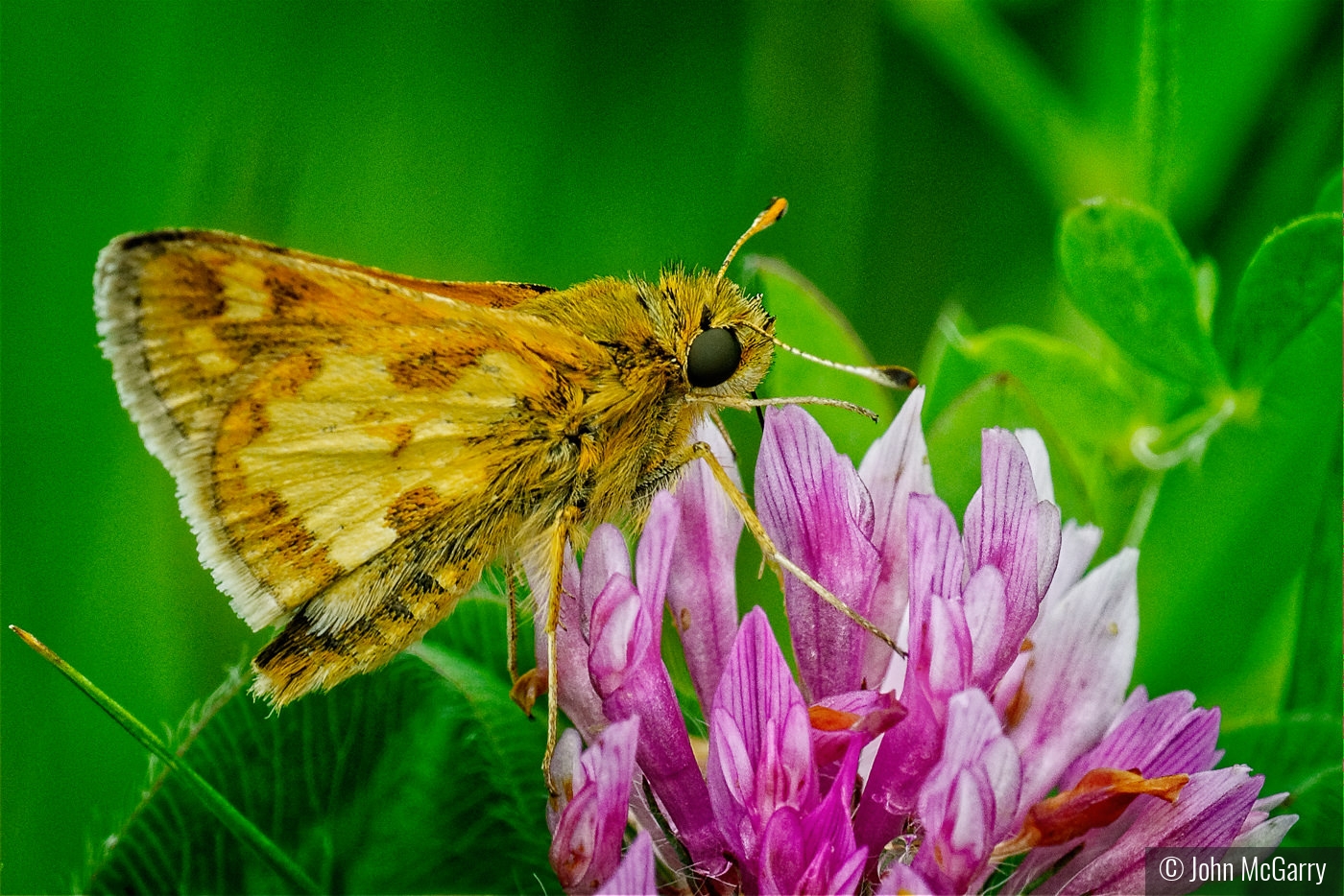 Peck's Skipper on Clover by John McGarry