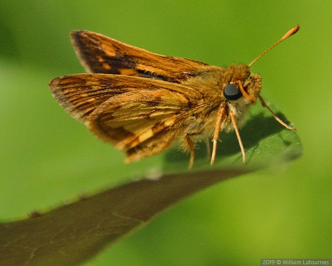 Pecks Skipper by William Latournes