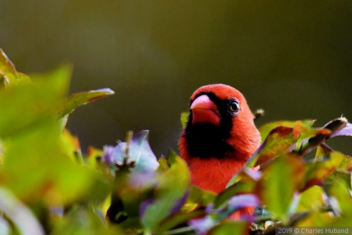 Peek-a-boo by Charles Huband