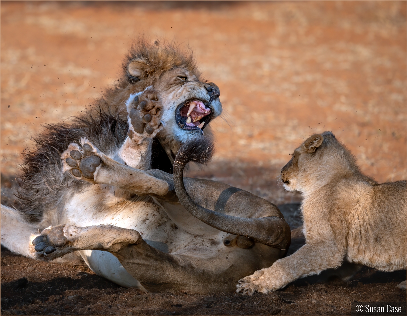 Pestering Dad - Not the Best Idea by Susan Case