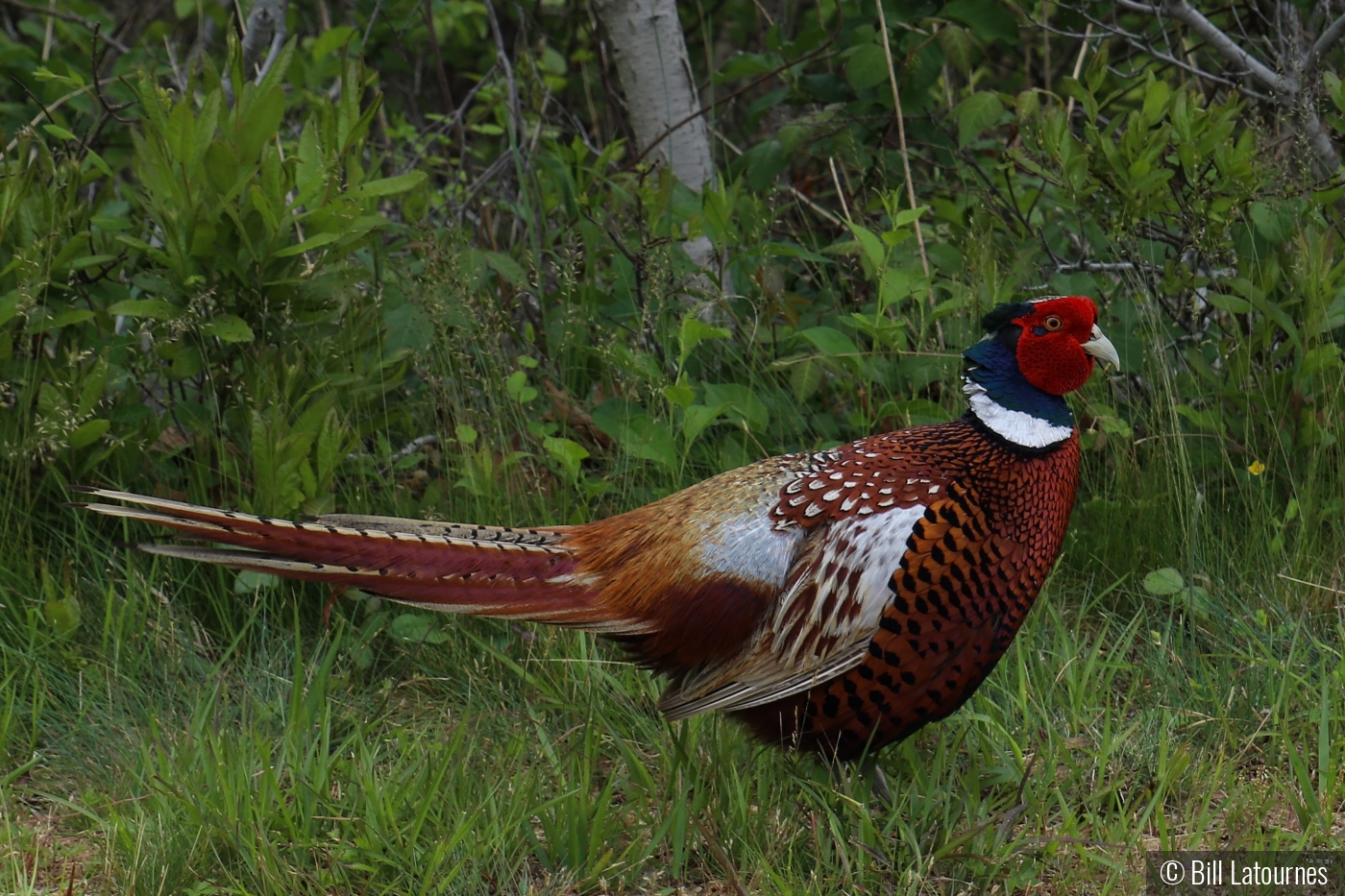 Pheasant by Bill Latournes