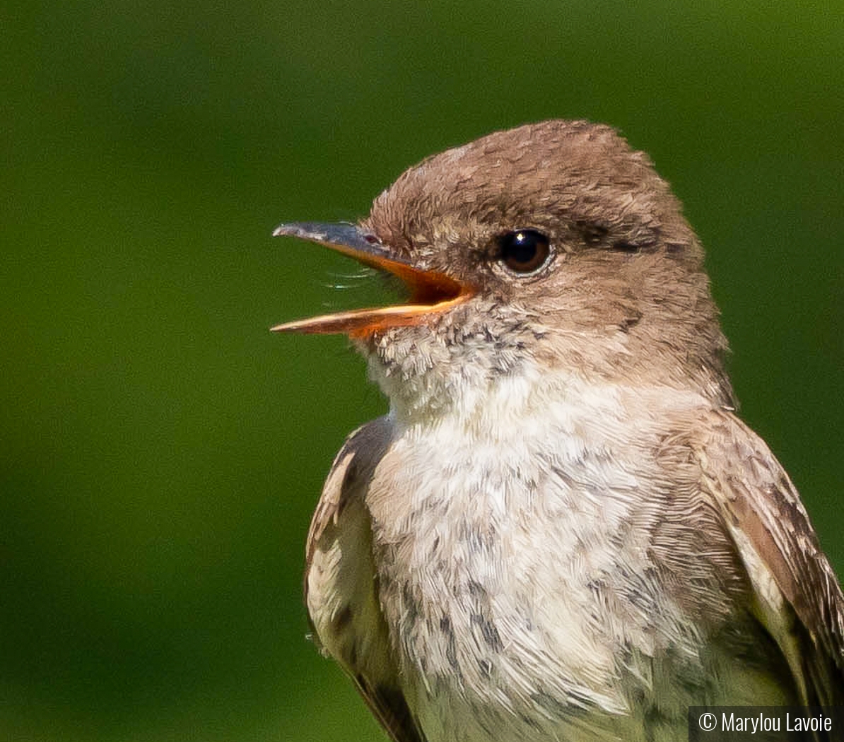 Phoebee Sings by Marylou Lavoie