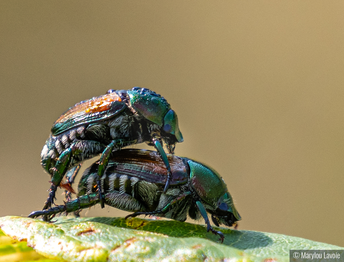 Piggyback Ride by Marylou Lavoie