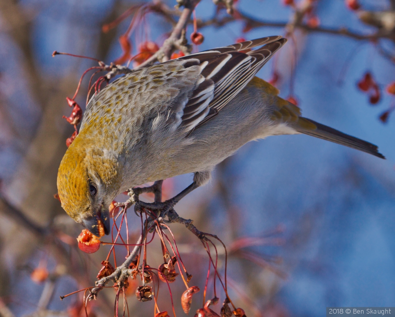 Pine Grosbeak eating berries by Ben Skaught