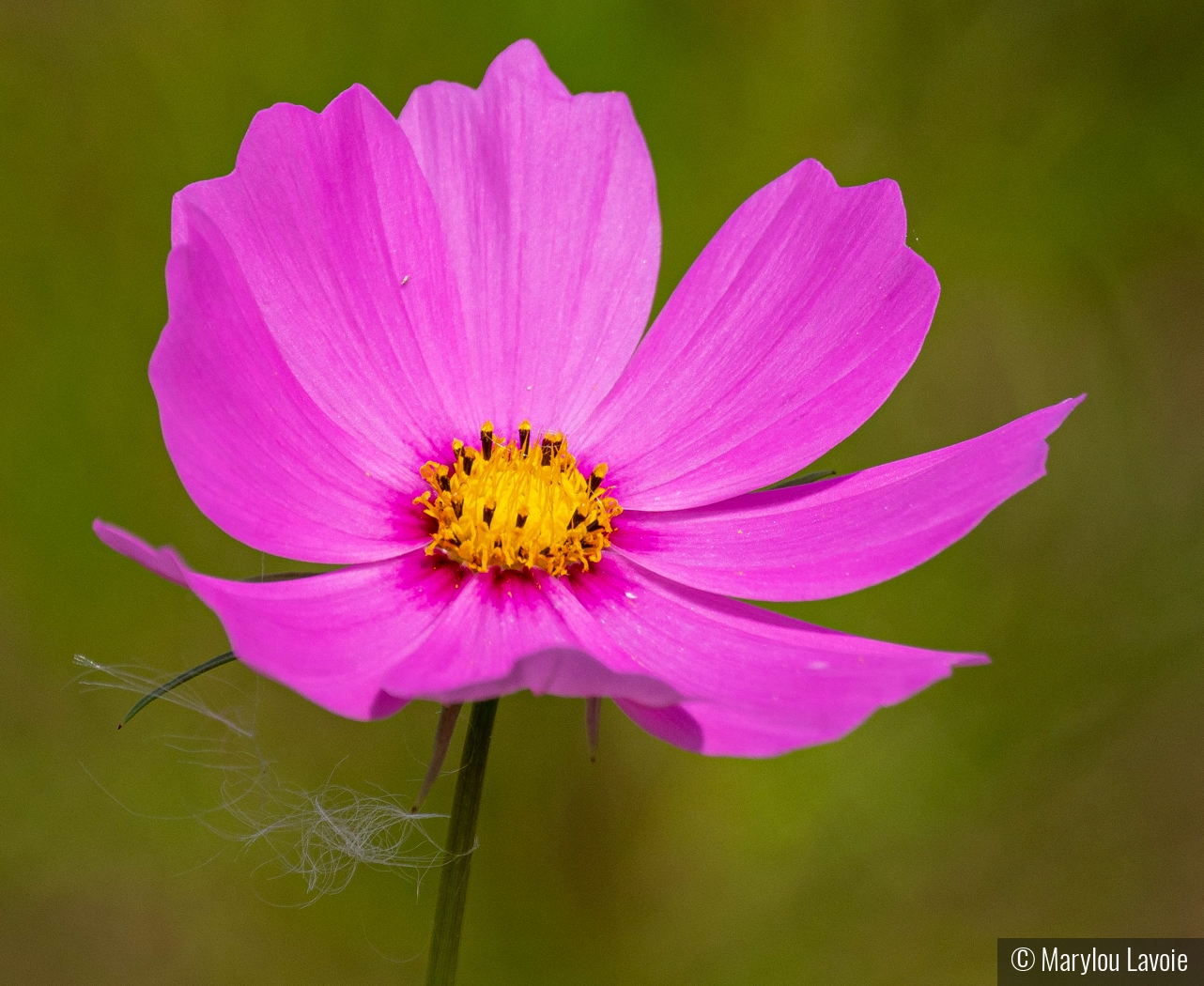 Pink and Green by Marylou Lavoie