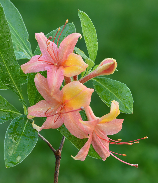 Pink Azalea by Lee Wilcox