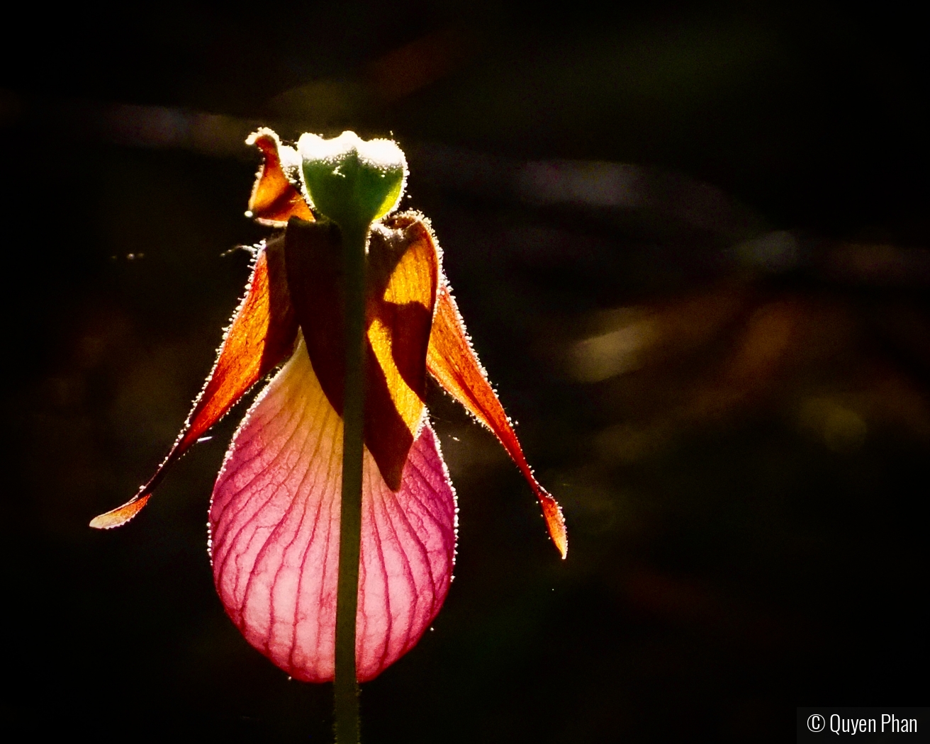 Pink Lady Slipper by Quyen Phan