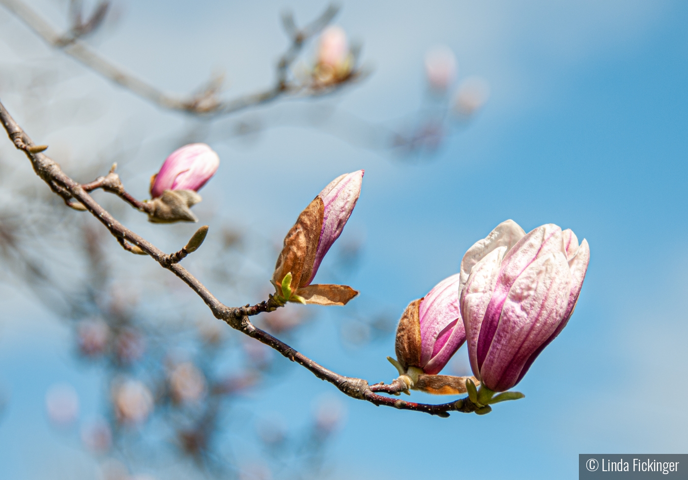 Pink Magnolia by Linda Fickinger