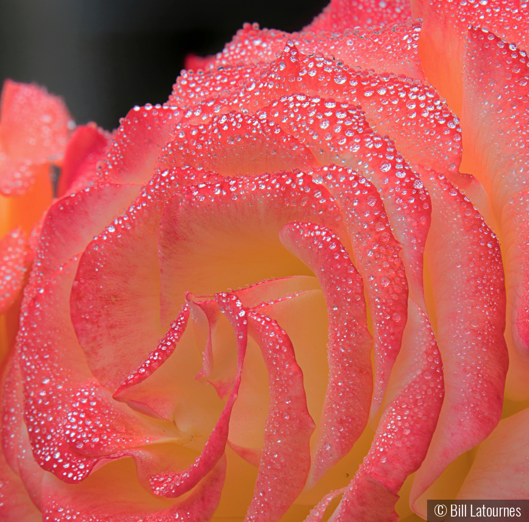 Pink Rose by Bill Latournes