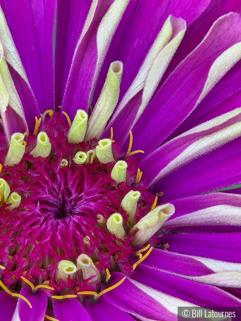 Pionk Zinnia by Bill Latournes