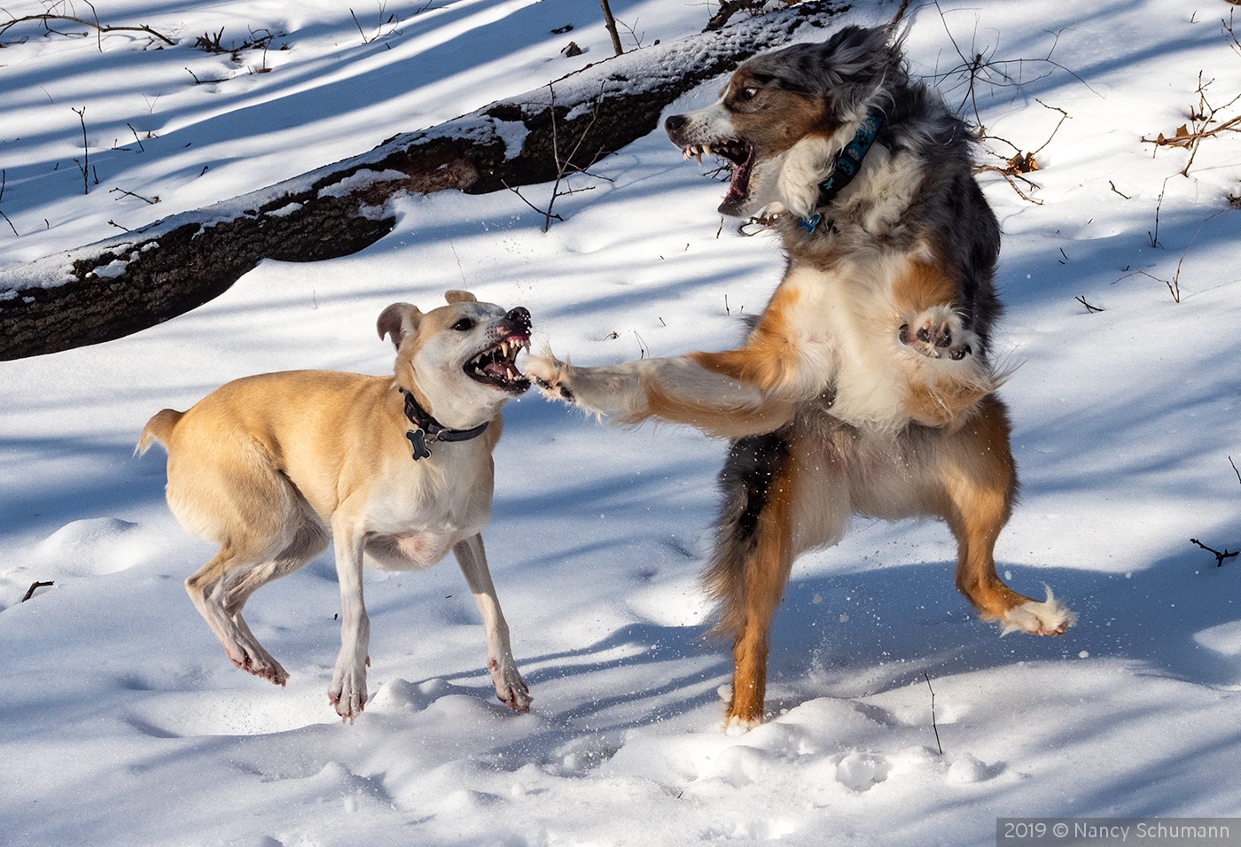 Playful dogs by Nancy Schumann