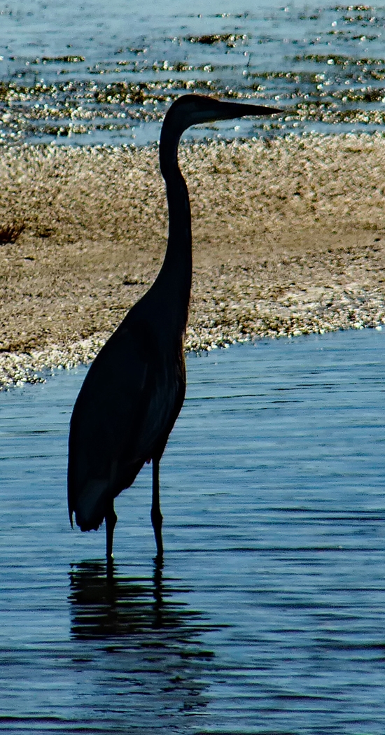 Plum Island Heron by Bruce Metzger