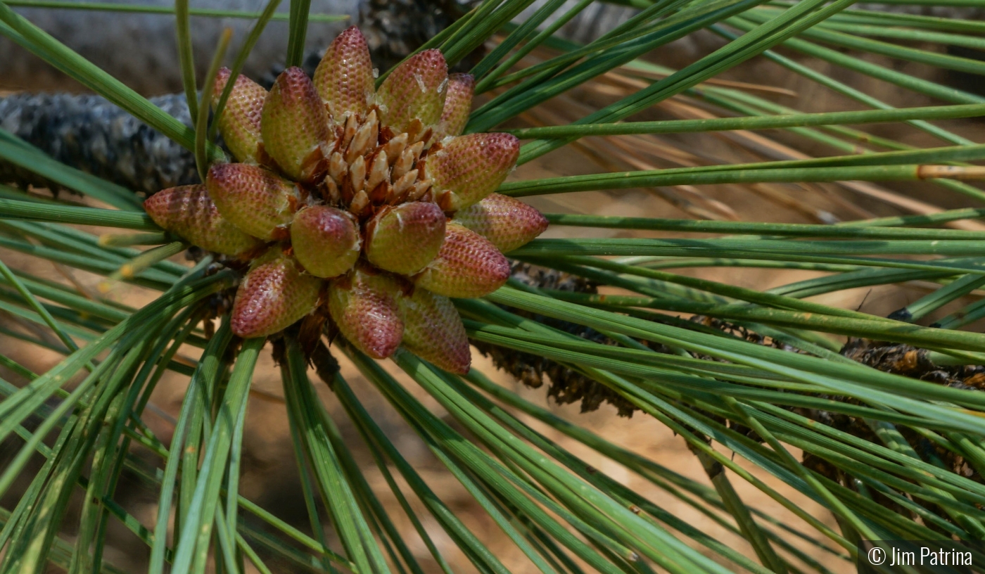 Ponderosa Pince cones by Jim Patrina