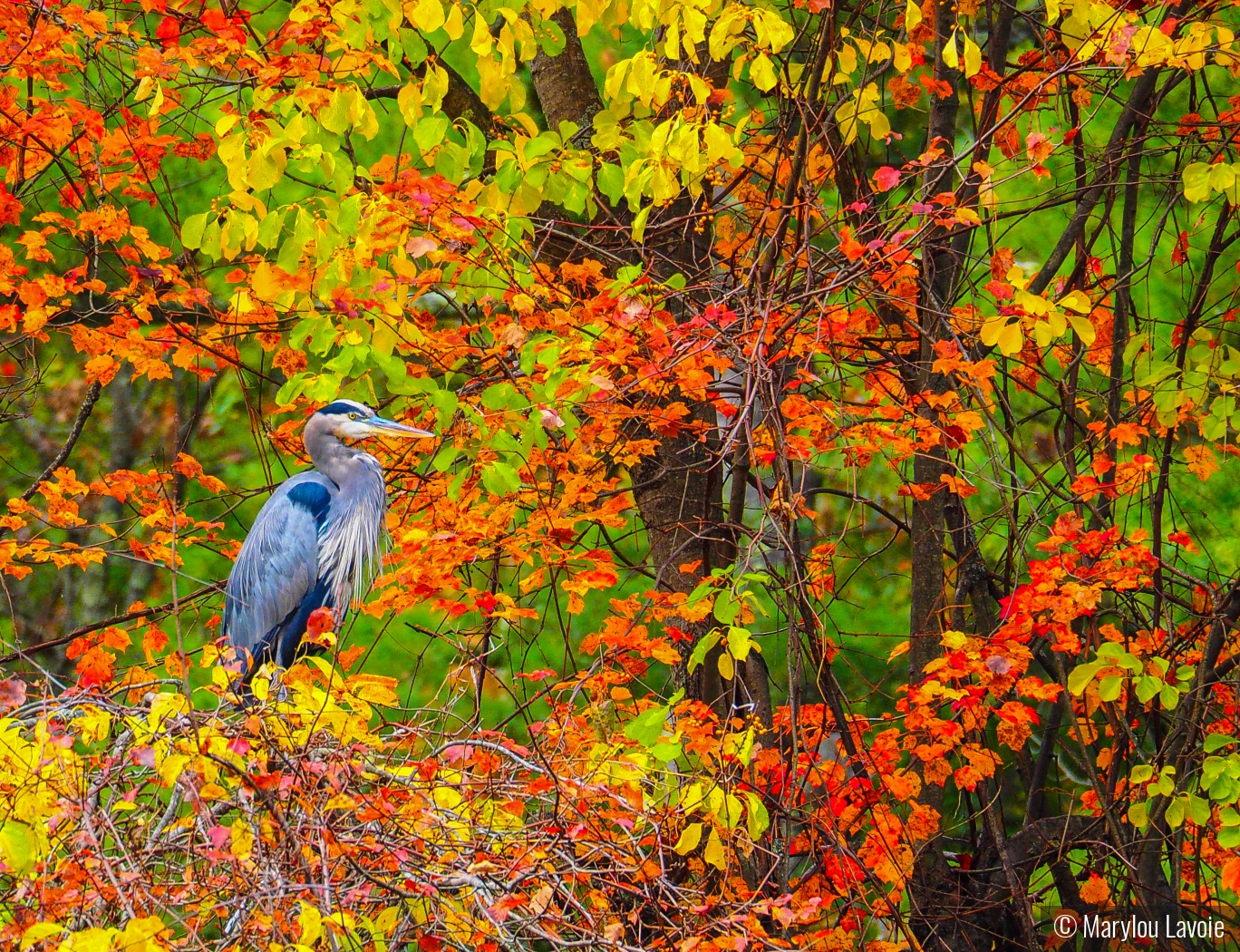 Pop Art Heron by Marylou Lavoie