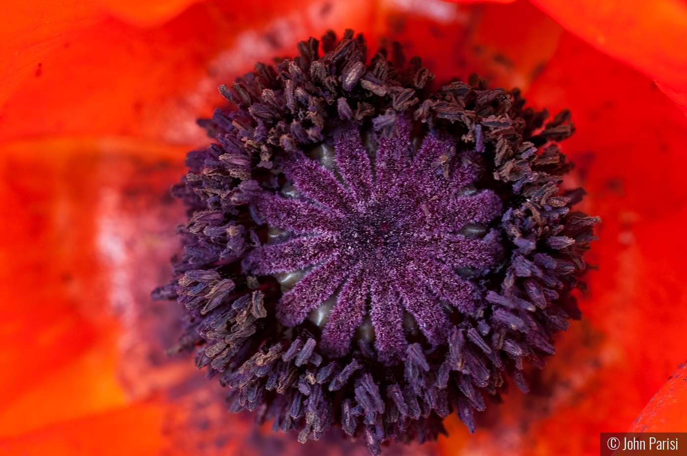 poppy by John Parisi